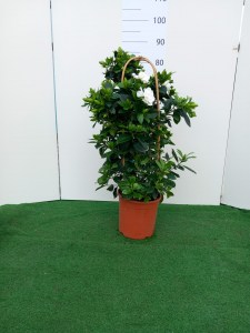 gardenia doppio arco v.20